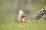Fototapeta Zwierzęta - Red Squirrel Eating A Nut While Sat On An Old Pine Tree.