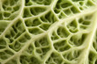 background of single leaf of green cabbage, close up