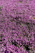 field of blooming flower lillac calluna