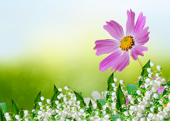 Cosmos flowers and cornflowers on a background of blue sky with