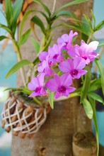 Purple Orchids On The Tree