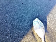 The Dead Fish On The Ground On The Sea.