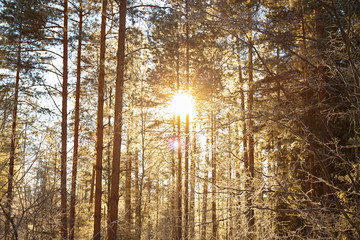 Wall Mural - winter landscape with the forest and sunset