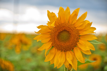 Wall Mural - sunflowers