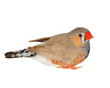 zebra finch isolated on white background with clipping path, taeniopygia guttata