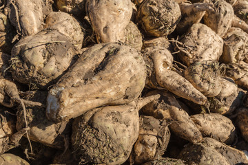 Poster - Harvested sugar beets from close