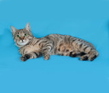 Fototapeta Koty - Gray and white tabby cat lying on its side on blue