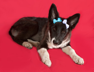 Black and white dog with blue ribbons lying on red