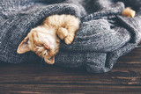 Fototapeta Koty - Gigner kitten sleeping