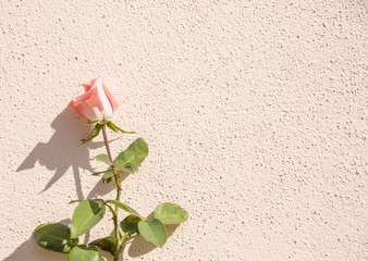 pink rose with a green stem and thorns on a pink wall