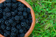 English black berry 英国のブラックベリー/ freshly picked English black berry. 新鮮なブラックベリーを摘みました。