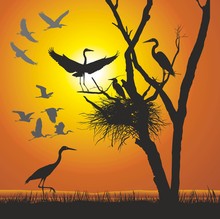 Group Herons At Sunset