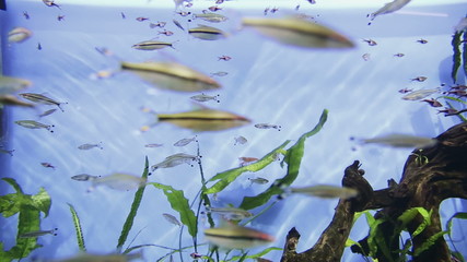Sticker - Aquarium fish swim underwater