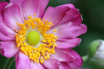 Anemone japonica