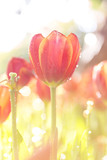 Fototapeta Tulipany - Colorful Tulip flowers in the garden with foggy sprayed drops