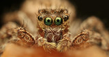 extreme macro