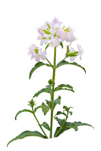 Soapwort Wildflower