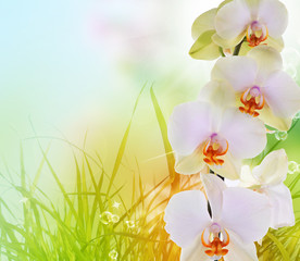 Orchid flowers on abstract background