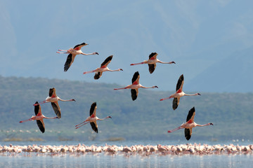 Wall Mural - Flamingos