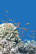 coral reef with exotic fishes Anthias in tropical sea, underwater