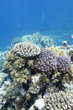 colorful coral reef in tropical sea, underwater