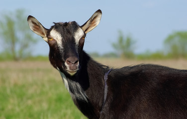 Black goat portrait