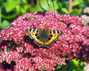 Wall Mural - Tortoishell Butterfly