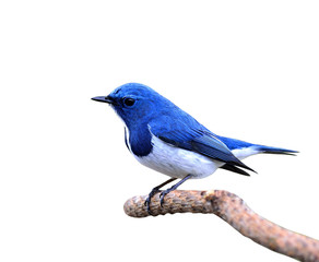 Wall Mural - Ultramarine flycatcher, Little cute and beautiful blue bird, pos