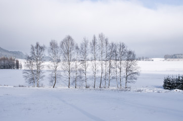 Canvas Print - Trees during the winter