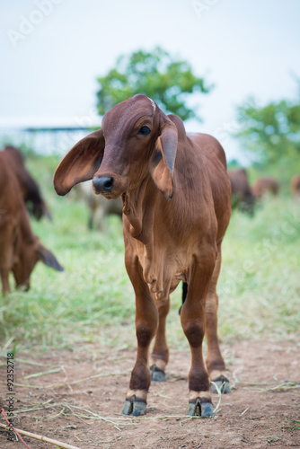 Baby American Brahman Cow Cattle Buy This Stock Photo And Explore Similar Images At Adobe Stock Adobe Stock