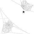 two spider webs