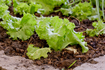 Lettuce planting n the Pesticide residue free garden