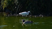  Egret In The Lake Green Water, Beside Duck
