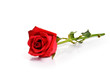 canvas print picture - Red rose on white background