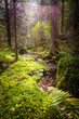 © Silvano Rebai - ruscello nel bosco