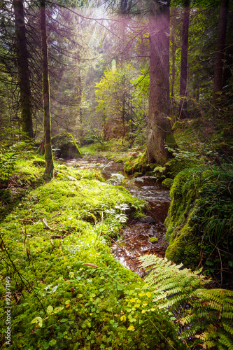 Obraz w ramie ruscello nel bosco