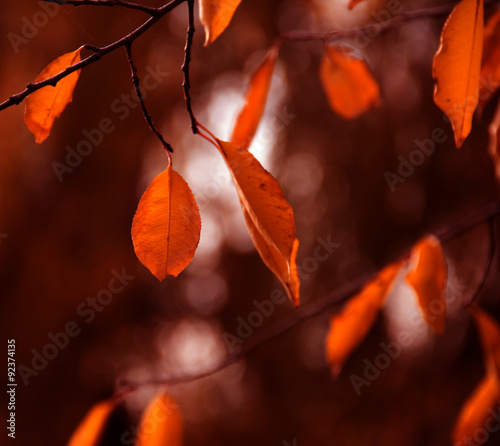 autumn yellow dry