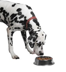 Dalmatian dog eating dry food from a bowl close-up