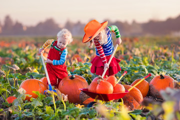 kids picking pumpkins on halloween pumpkin patch