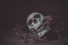 Still Life Photography With A Human Skull And Branch Of  Flower