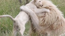 Lions Bonding : White Lion Cub Tackles His Dad Round The Neck In A Playful Manner.