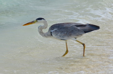 Héron cendré, Maldives