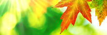 Colorful Autumn Maple Leaves With Light Rays