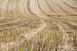 straw stubble after harvesting on farm field