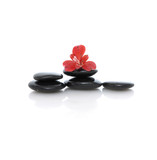 Fototapeta Storczyk - red orchid on black stones on white background