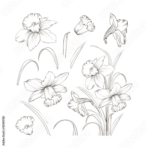 Cuadros en Lienzo Set of line drawing narcissus, vector illustration