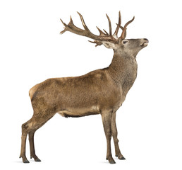 Wall Mural - Red deer stag in front of a white background