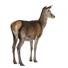 Female red deer in front of a white background