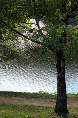 Wall Mural - water pond through the trees in the park
