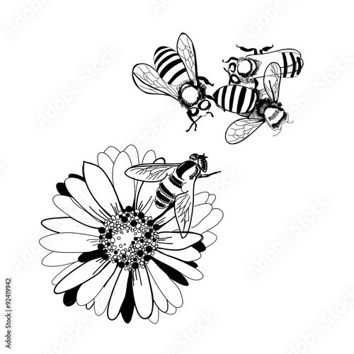 Пчела на цветке рисунок карандашом